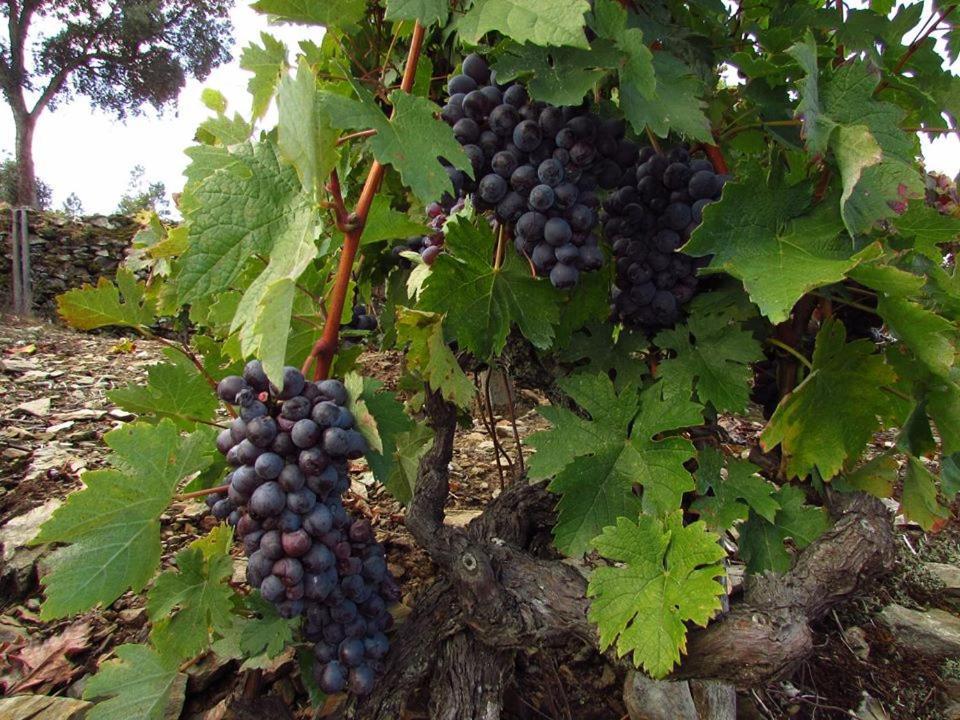 Casa Do Poco - Douro 호텔 페소다레과 외부 사진