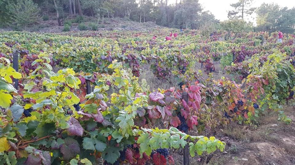 Casa Do Poco - Douro 호텔 페소다레과 외부 사진